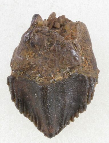Unworn Triceratops Tooth Crown - Montana #38610